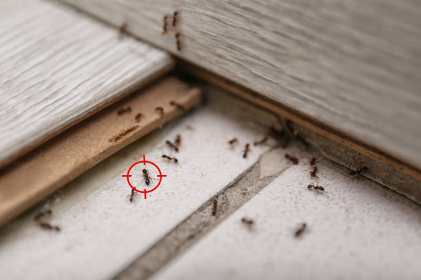 Flea Control Services in Denver, IA