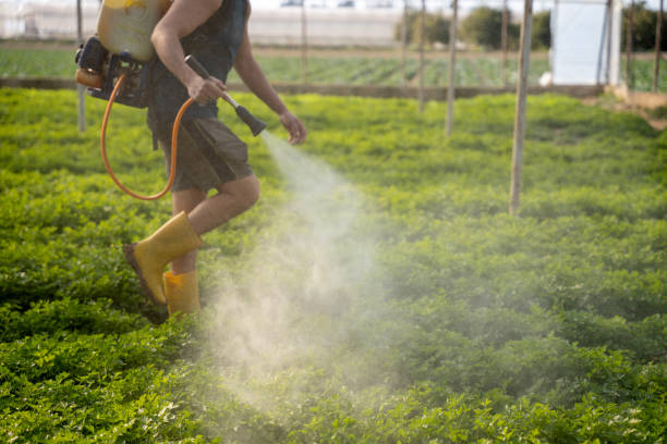 Best Pest Control for Homes  in Denver, IA