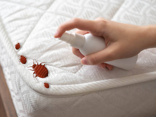 Best Wasp Removal Services  in Denver, IA